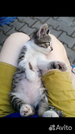 Котята в добрые руки бесплатно