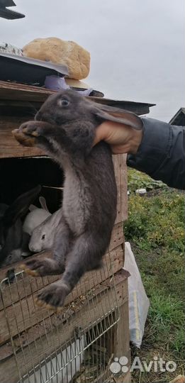 Кролики великаны