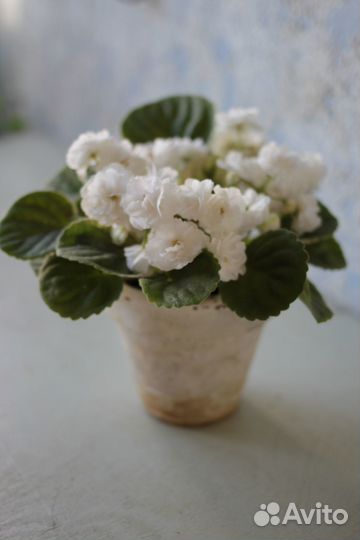 Фиалка Зефир, наслаждение