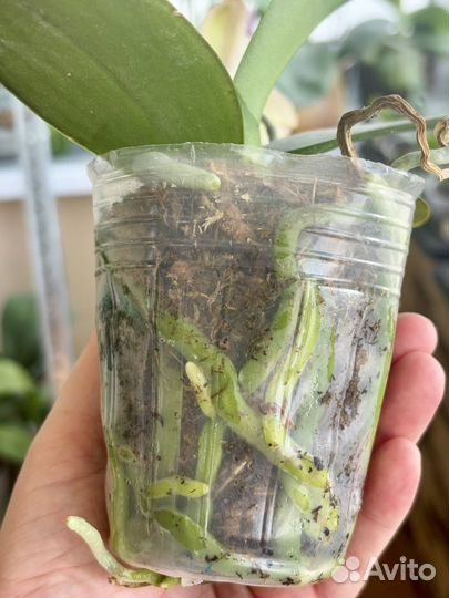 Орхидея фаленопсис OX Red Sesame