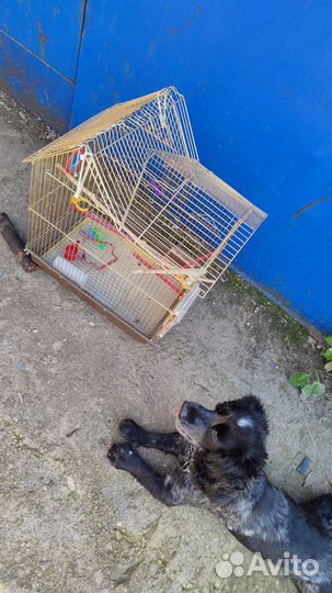 Клетка для птички
