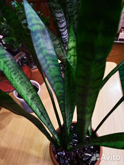 Сансевиерия