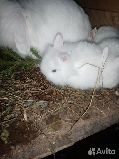 Декоративные кролики