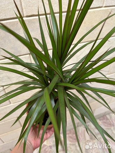 Драцена маргината