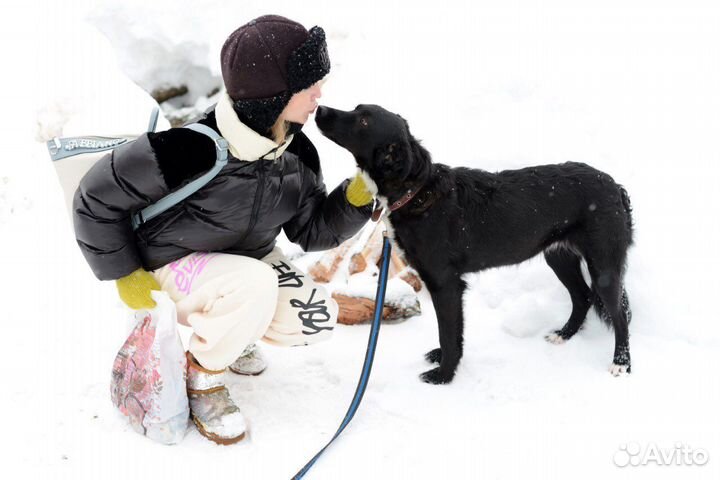 Собака в добрые раки