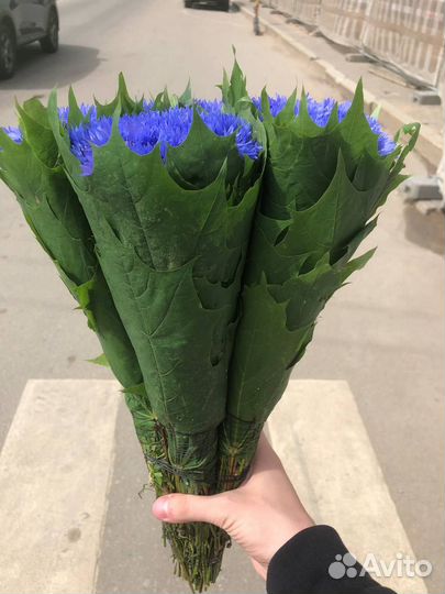 Васильки букет 51 75 101 размеры/Цветы с доставкой