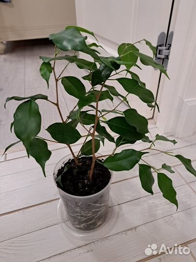 Фикус бенджамина
