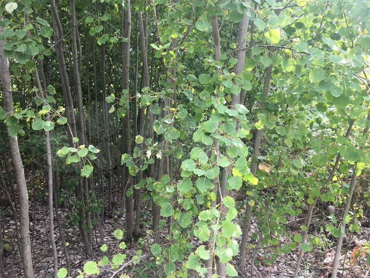 Участок 19 сот. (ИЖС)