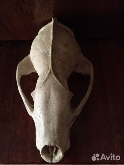 Череп натуральный барсук