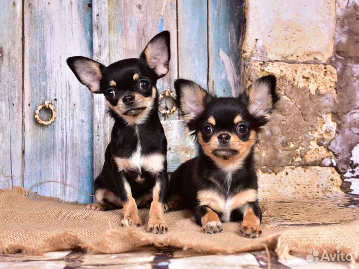 Щенки чихуахуа:мальчик и девочка