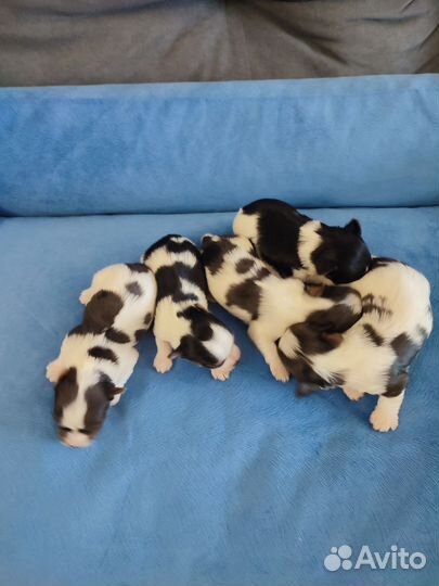 Бивер щенки