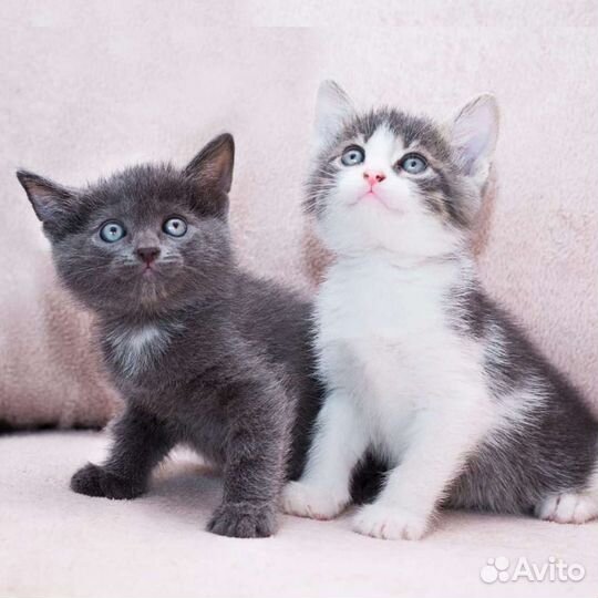 Котятки в добрые руки