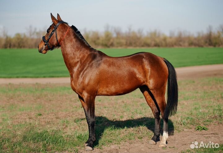 Ахалтекинская кобыла