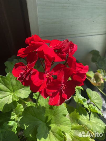 Пеларгония герань