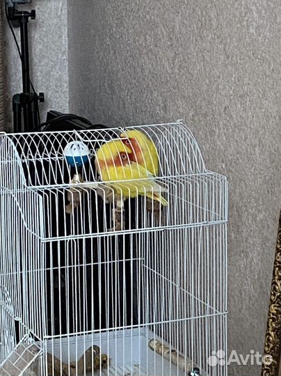 Передержка кошек,грызунов, и пернатых