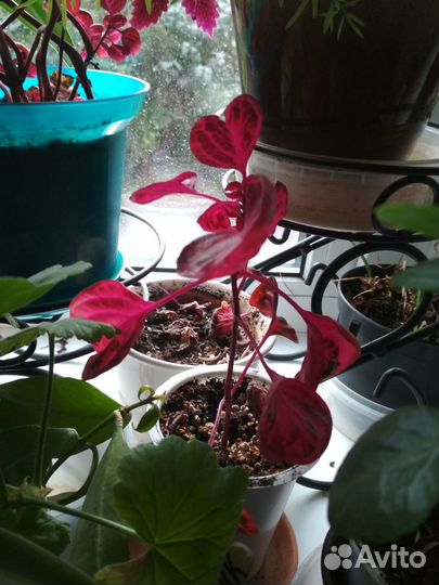 Цветы ирезине