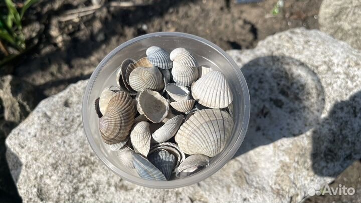 Ракушки с азовского моря целые от 0.5 мм до 6 см
