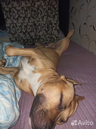 Случка собак