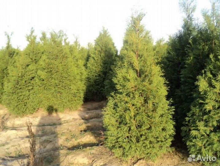 Туя Колумна из питомника
