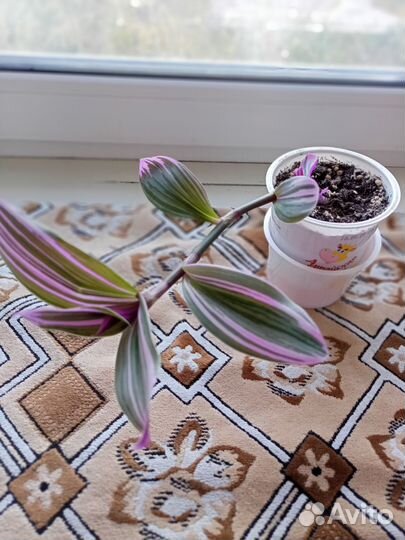 Фиалка,монстера