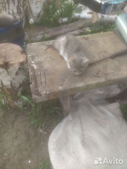 Котята отдам бесплатно