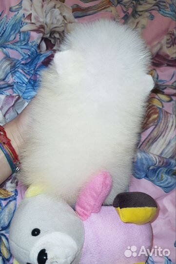 Белоснежная минюшечка малышка медвежонок,доставка