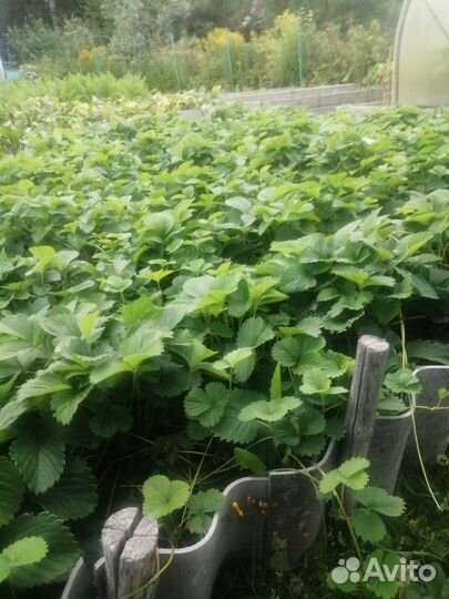 Рассада клубники