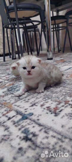 Британские котята