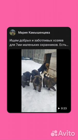 Щенки американской акиты