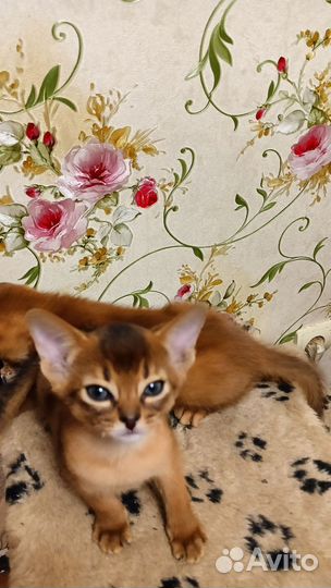 Абиссинские котята