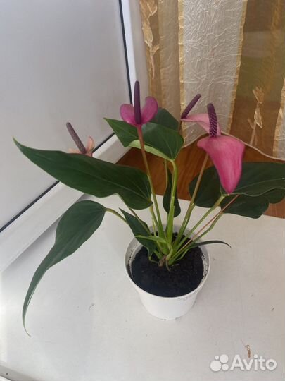 Антуриум зизу