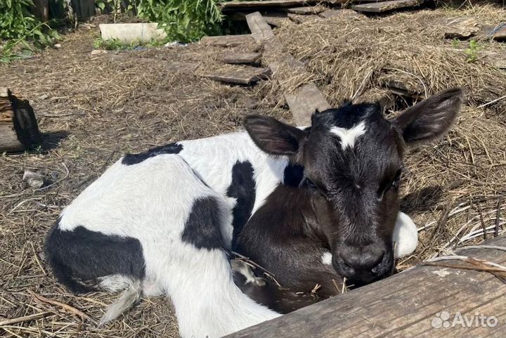 Бычки телята телочки