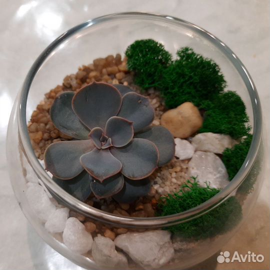 Мини флорариум круглый с суккулентом на заказ