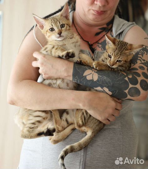 Мини Рысь. Чаузи f2