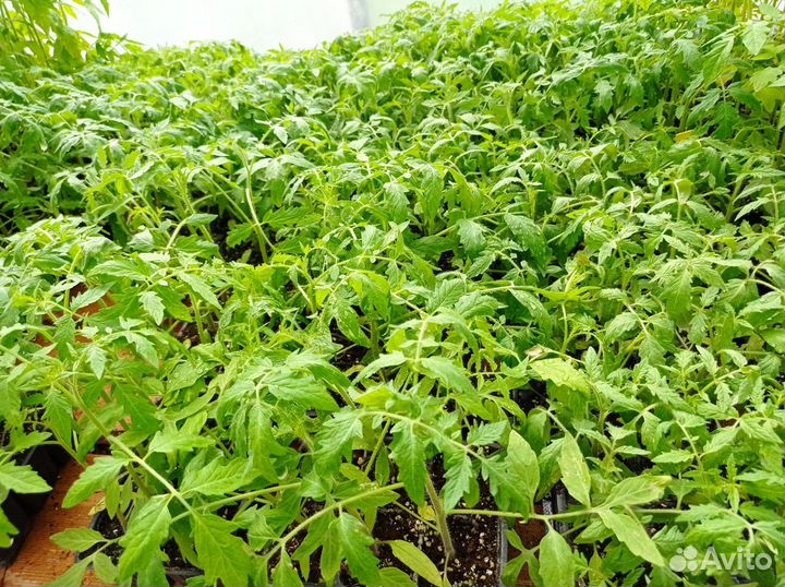 Томаты, перец, баклажаны