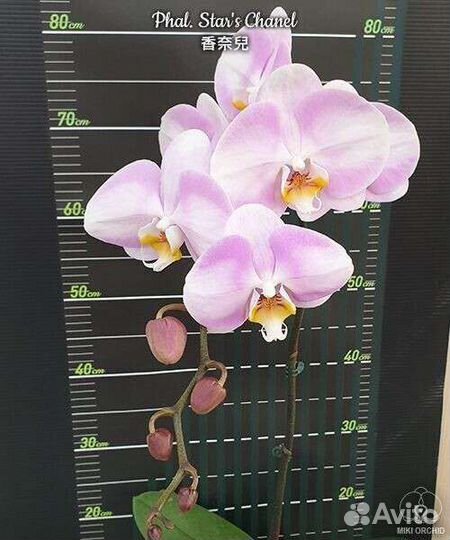 Орхидея фаленопсис