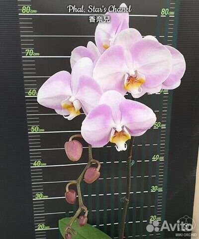 Орхидея фаленопсис