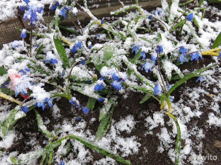 Цветы Прайс Ч.2 Луковичные