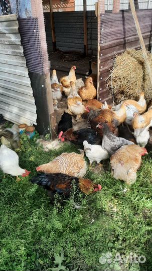 Куры Брама палевые