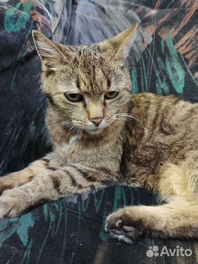 Домашние кошки