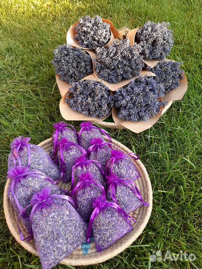 Лаванда сухоцвет, сбор 2023 года