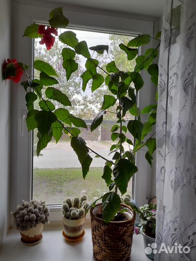 Гибискус китайская роза