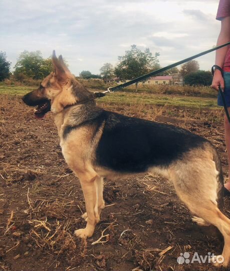 Щенки немецкой овчарки