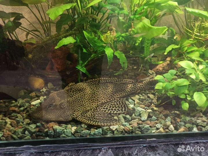 Птеригоплихт(парчовый сом)