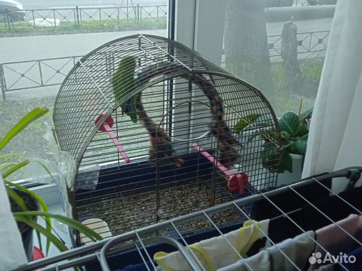 Попугай неразлучники ручной