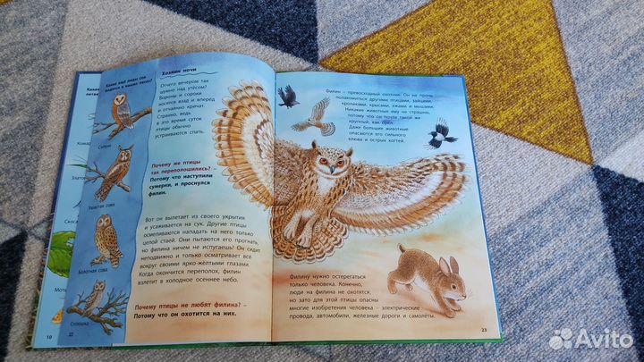 Книга Райхенштеттер Совы Познавательные истории
