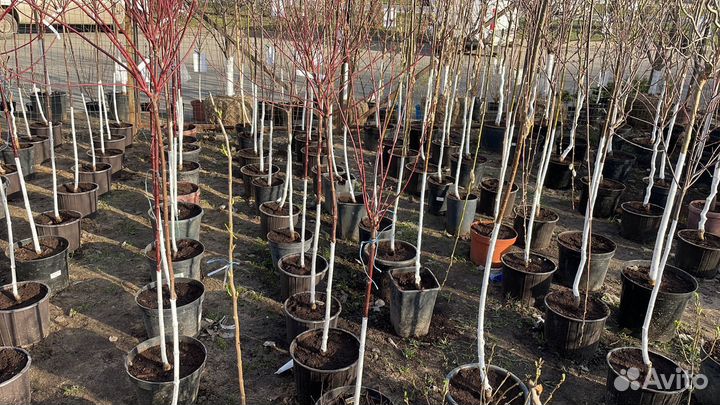 Саженцы малины Полька