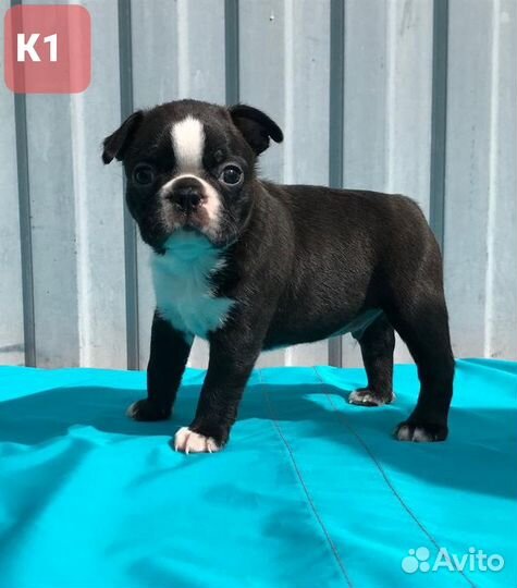 Щенки Бостон терьера