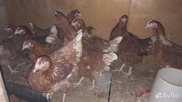 Куры молодки несушки 120 дней