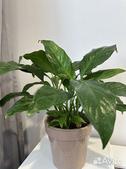 Аглаонема сильвер бей, спатифиллум